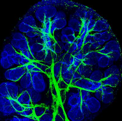 Nerve Cells Help Generate Salivary Glands (1 of 5)