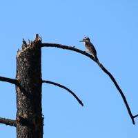 A Hairy Woodpecker Returns to an Area Damaged by Fire