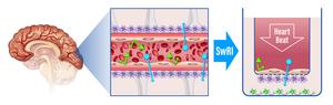 Blood Brain Barrier