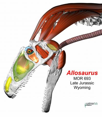 <i>Allosaurus</i> illustration