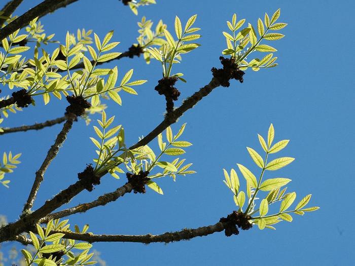 Ash tree leaves in the sun