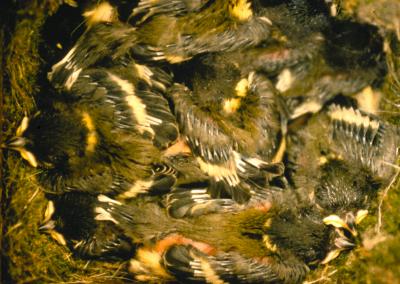 A Nest Full of Young Songbirds