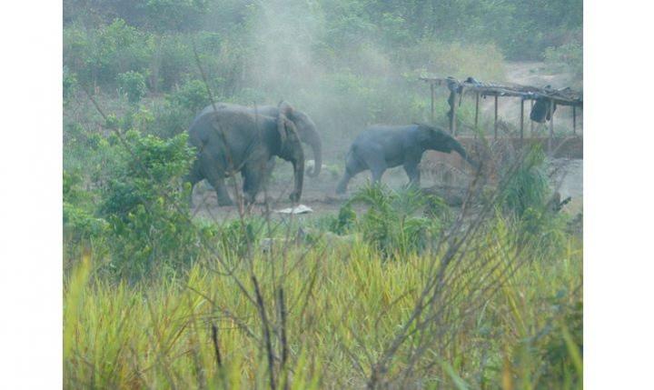 Ivory Coast without Ivory? Elephant populations are declining rapidly in C&ocirc;te d'Ivoire