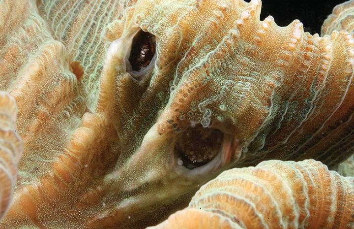 Dwellings of <I>Lithoscaptus semperi</I>