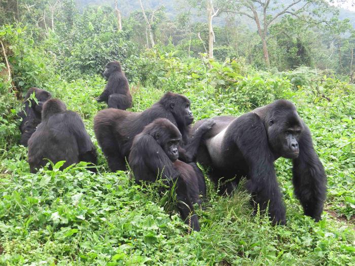 Social networks of sanctuary-living Grauer’s gorillas provide unique insights into the behavior of a critically endangered species and inform on their care and future release