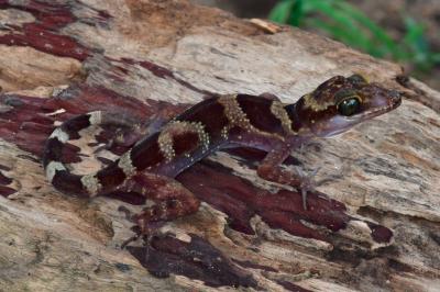 Bent-toed Gecko