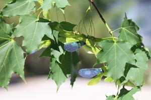 light-controlled artificial maple samara robot