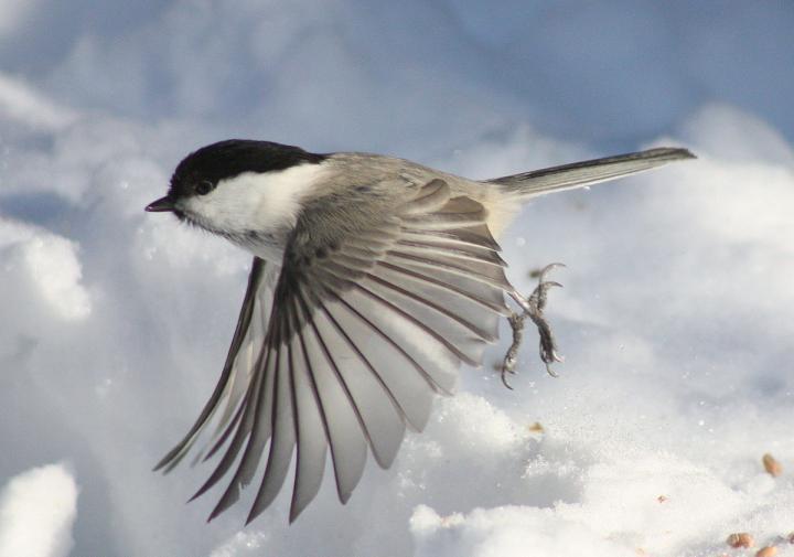 Analysis of 10,000 Bird Species Reveals How Wings Adapted to Their Environment and Behavior