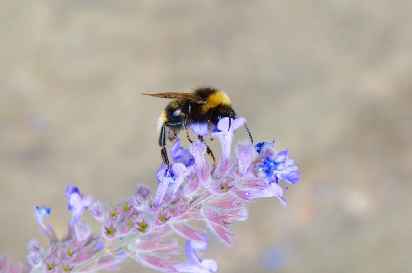 Climate Change: Compressing the Bumblebee Home Range (11 of 18)