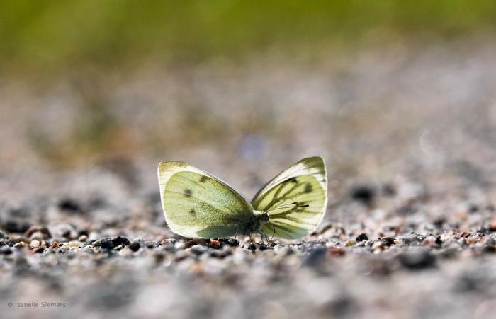 Butterflies meeting