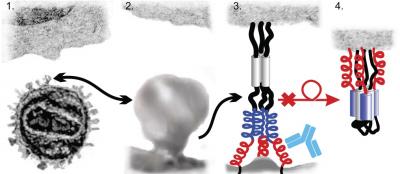 HIV Envelope Protein Infects Host Cell