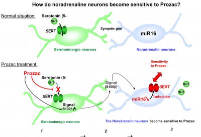 How Noradrenaline Neurons Become Sensitive to Prozac