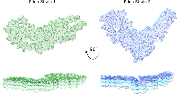 Atomic-level view of prions.