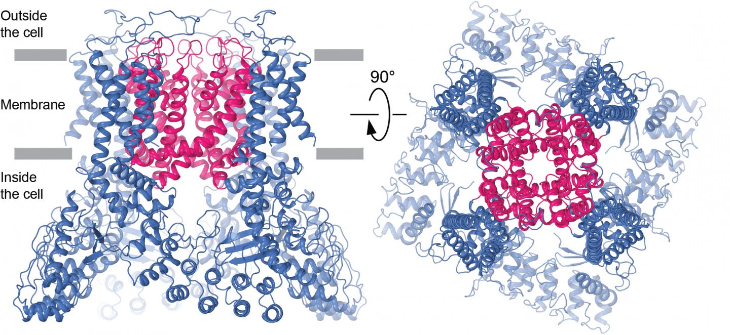 IMAGE: TRPV6 Channel in Closed and Open States