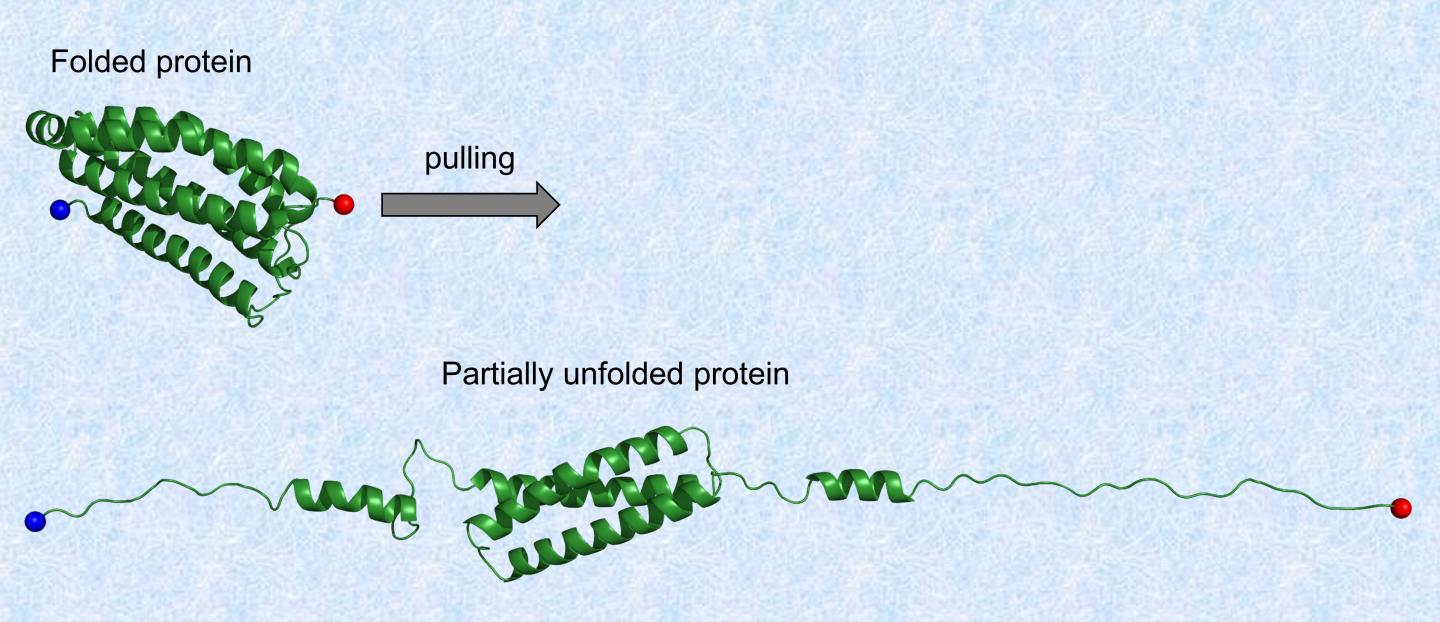 Mechanical Unfolding of Talin Protein