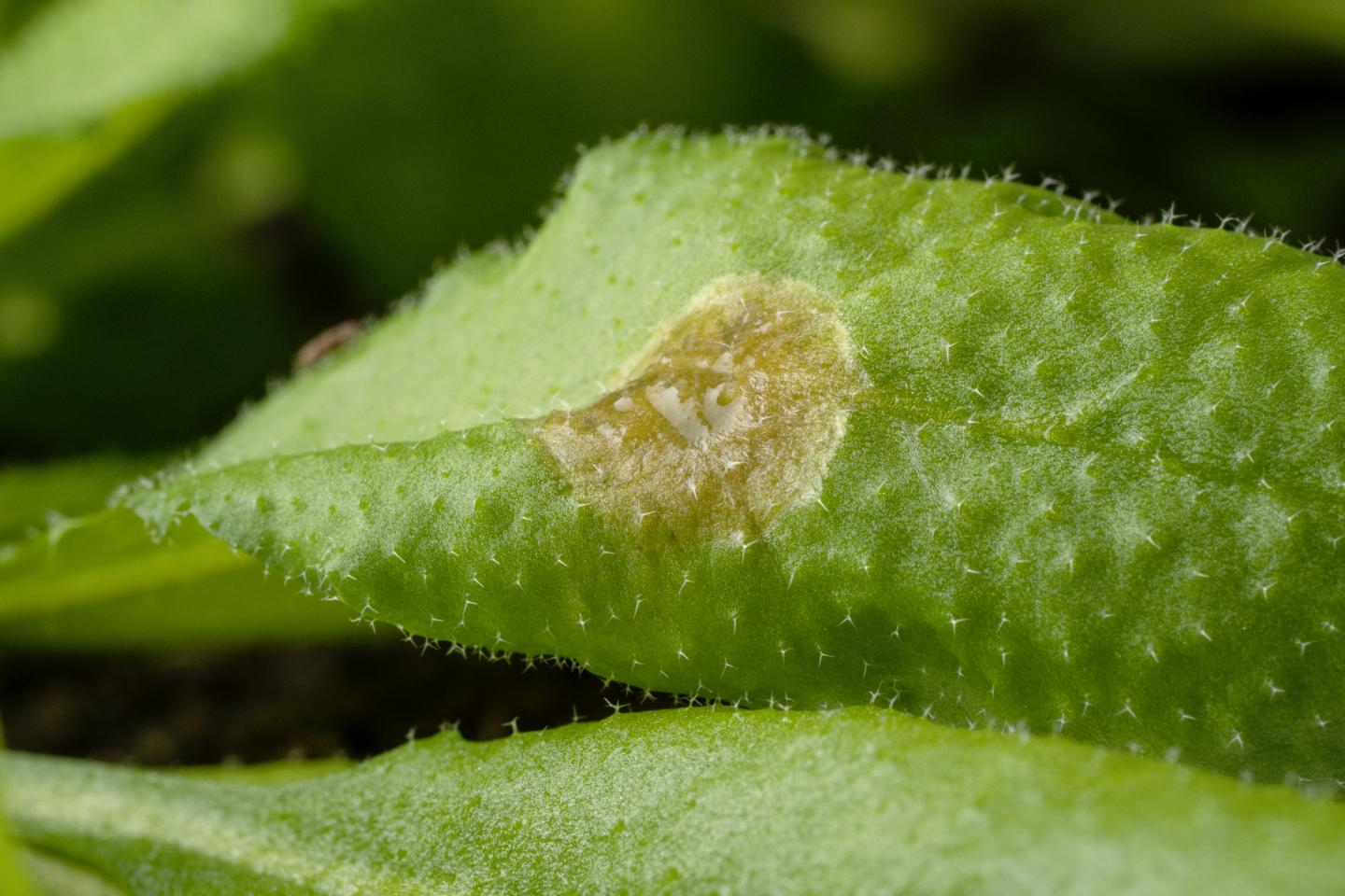 Sclerotinia sclerotiorum on Arabidopsis