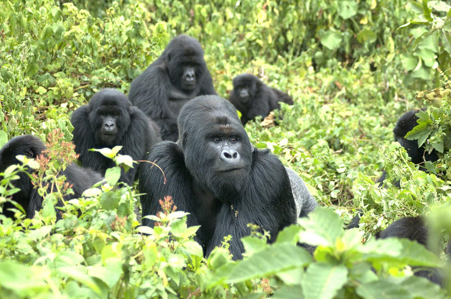 A Family of Mountain Gorillas