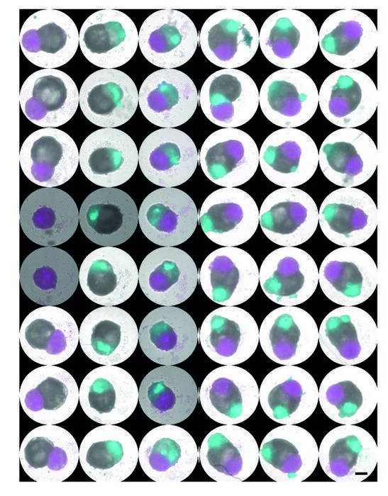 Multi-chambered cardioids