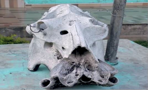 A seized skull of Hippopotamus amphibius at the Bui national Park.