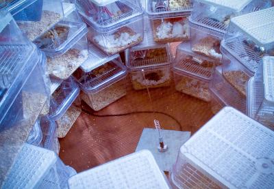 Cell Phone Setup in Laboratory