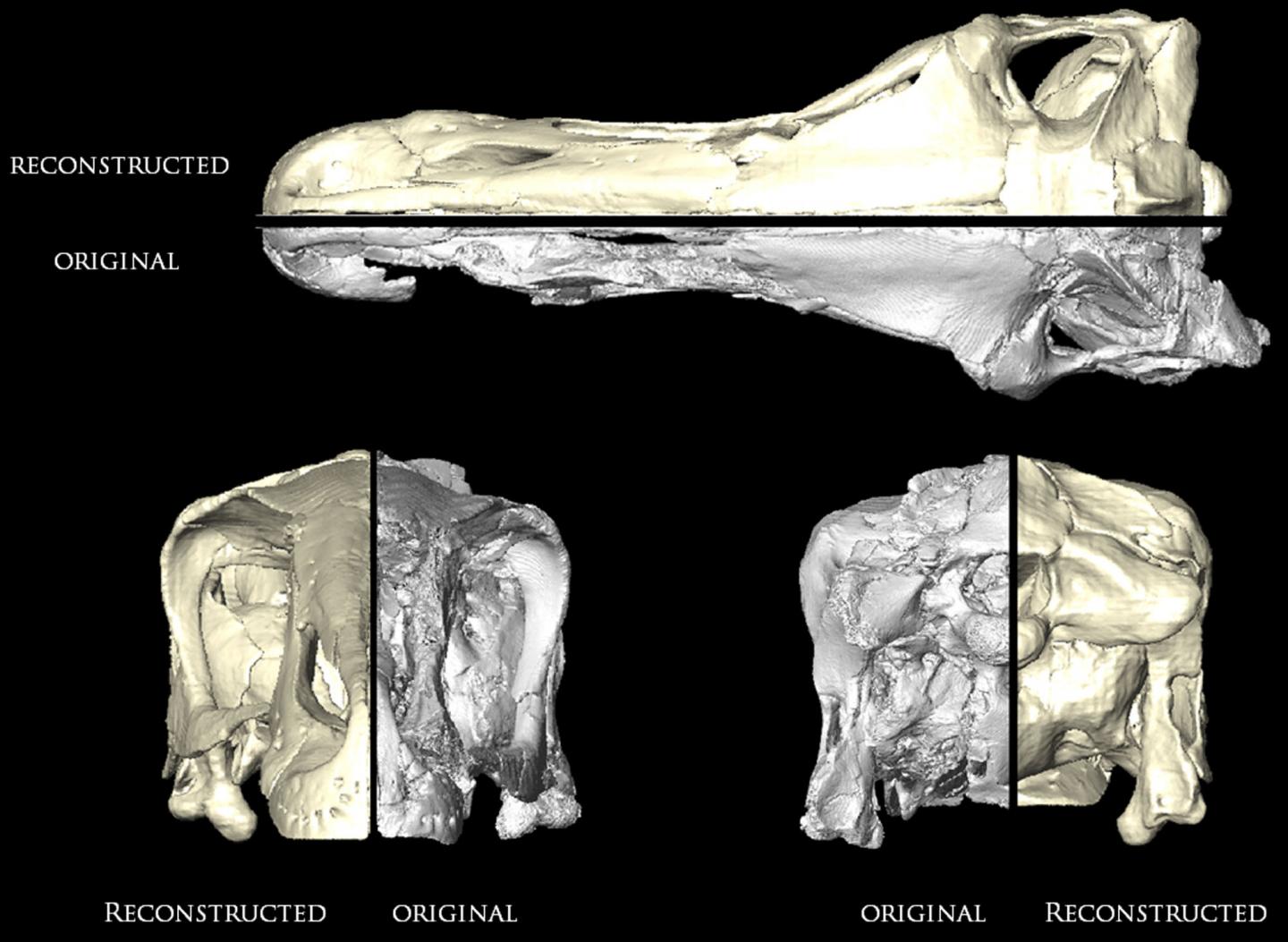 Originally Preserved and Digitally Restored Skull, <i>Erlikosaurus andrewsi</i>
