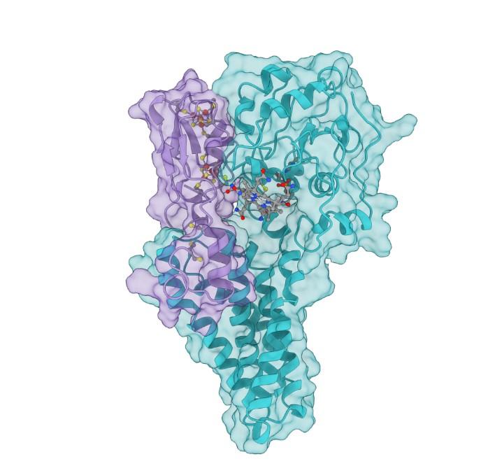 HgcAB Protein Complex