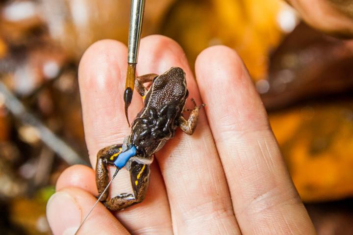 Poison Frogs with Tadpoles