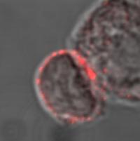 T Lymphoycte Cell Scans Another Cell