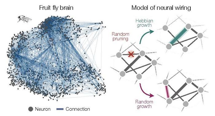 Neuro Network Formation Model