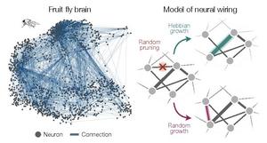 Neuro Network Formation Model