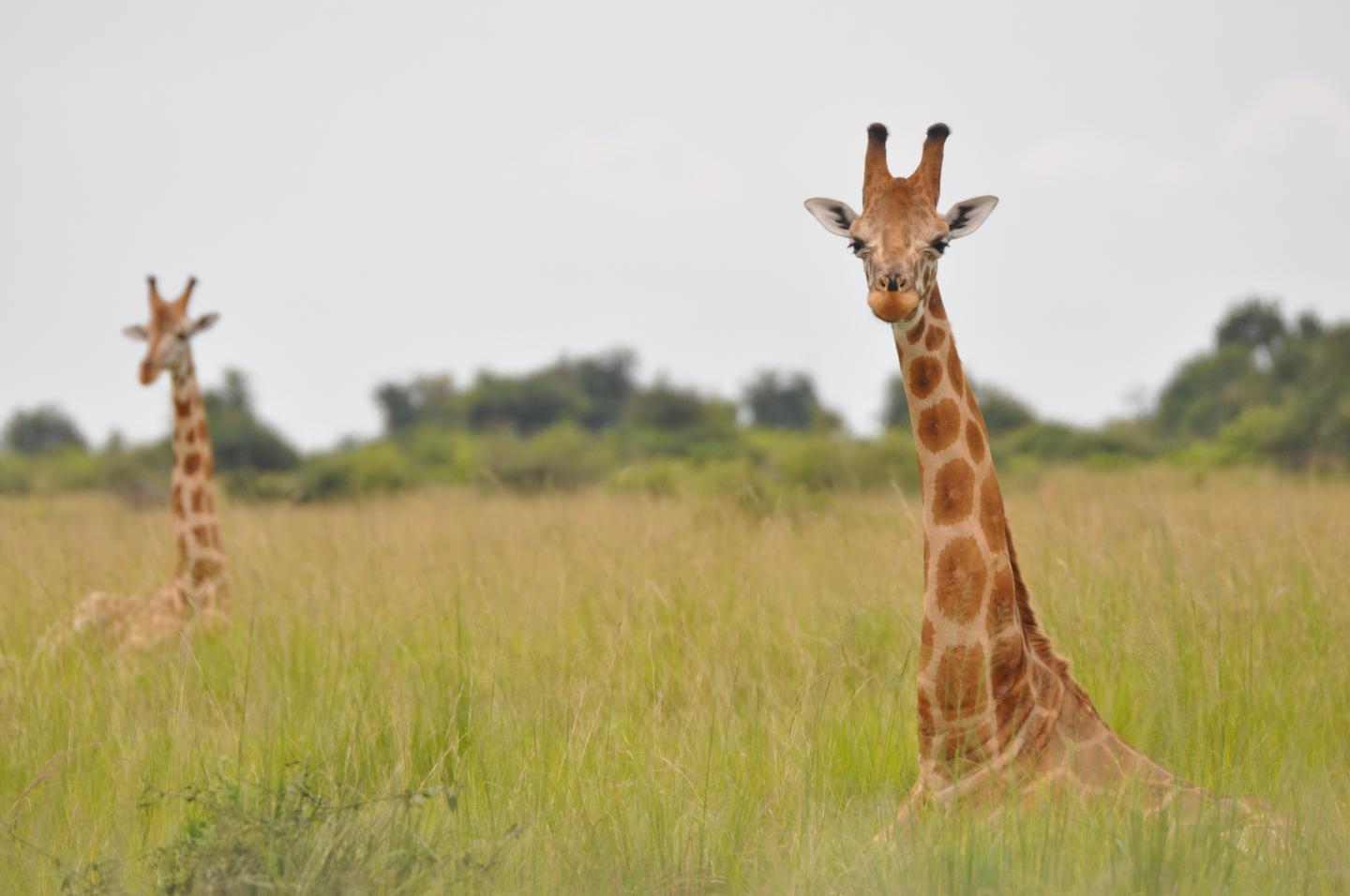 Nubian Giraffe