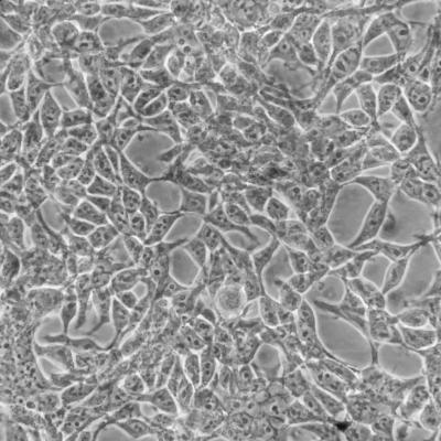 Image of Live Cells from a Smartphone