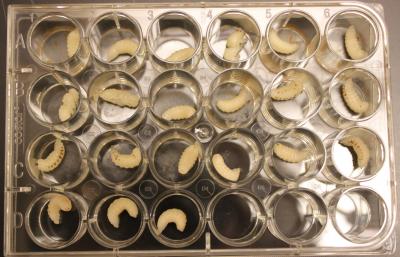 Honey Bee Larvae and Pupae