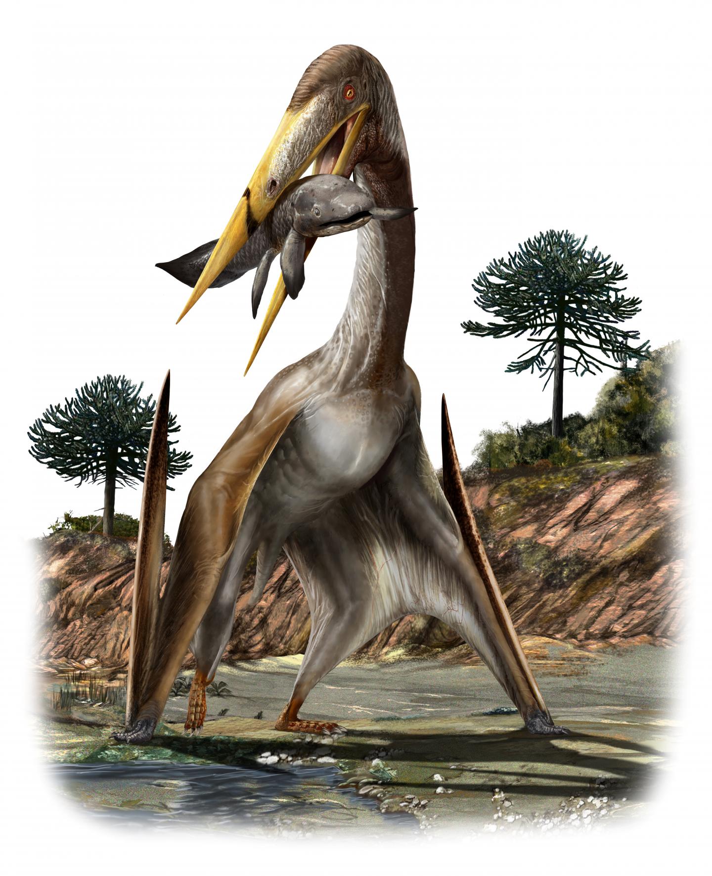 Pterosaur illustration
