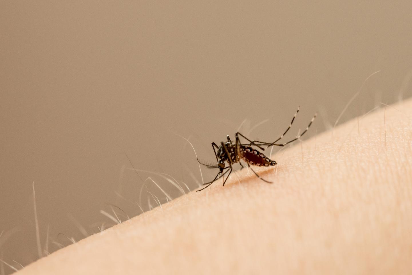 <i>Aedes aegypti</i> Mosquito