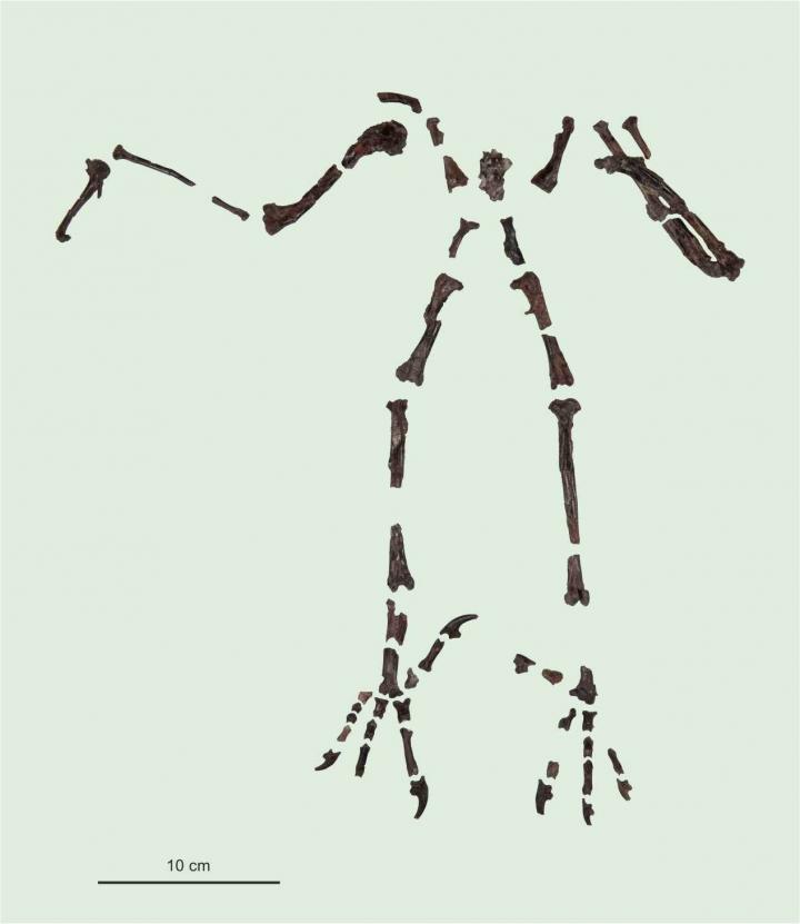 The skeleton of Primoptynx poliotaurus