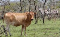 Cow and Zebras 