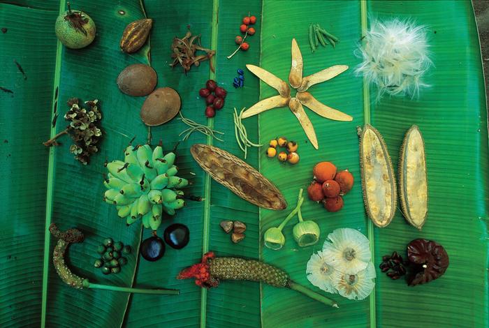 Seed pods, seeds and fruit collected by seed traps on Barro Colorado Island.