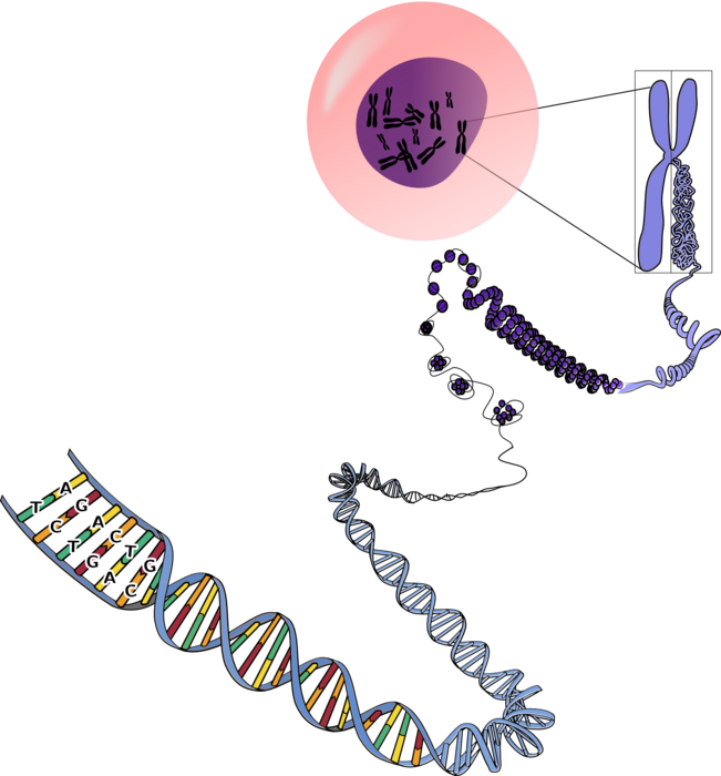 Cell to DNA