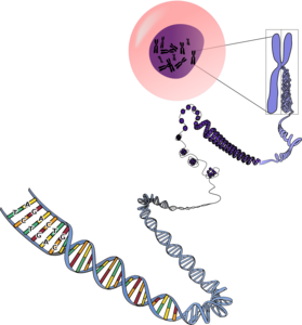 Cell to DNA