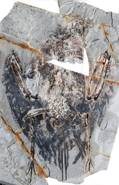 <i>Archaeorhynchus</i> Specimen Displaying Preserved Plumage and Lung Tissue