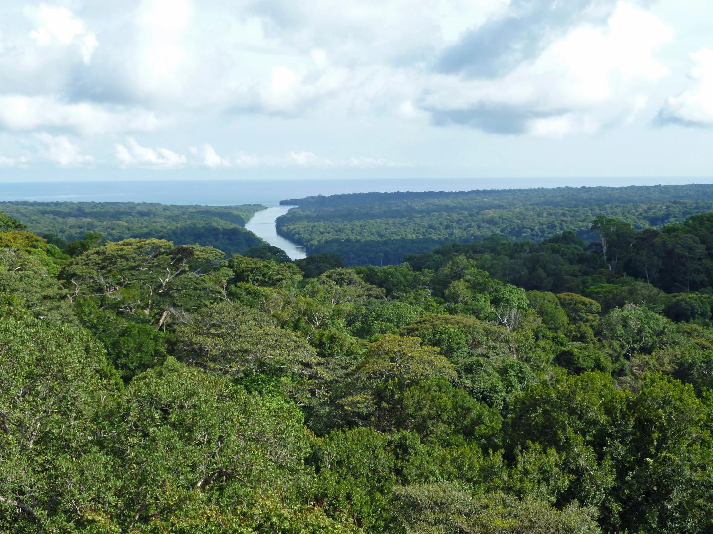 Panama Forest Canopy