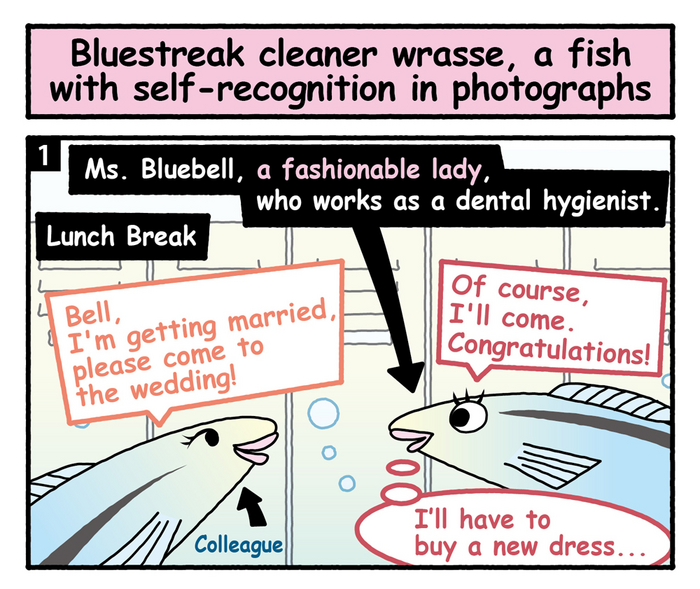 Bluestreak cleaner wrasse, a fish with self-recognition in photographs