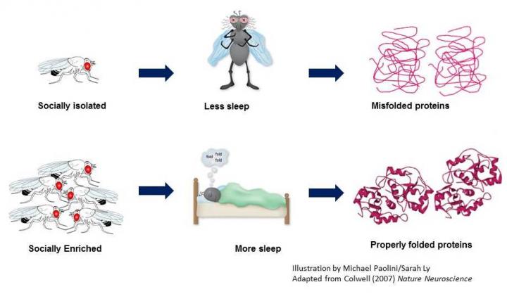 Sleep and the Unfolded Protein Response