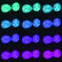 Scientists Get the Drop on the Cell's Nucleus