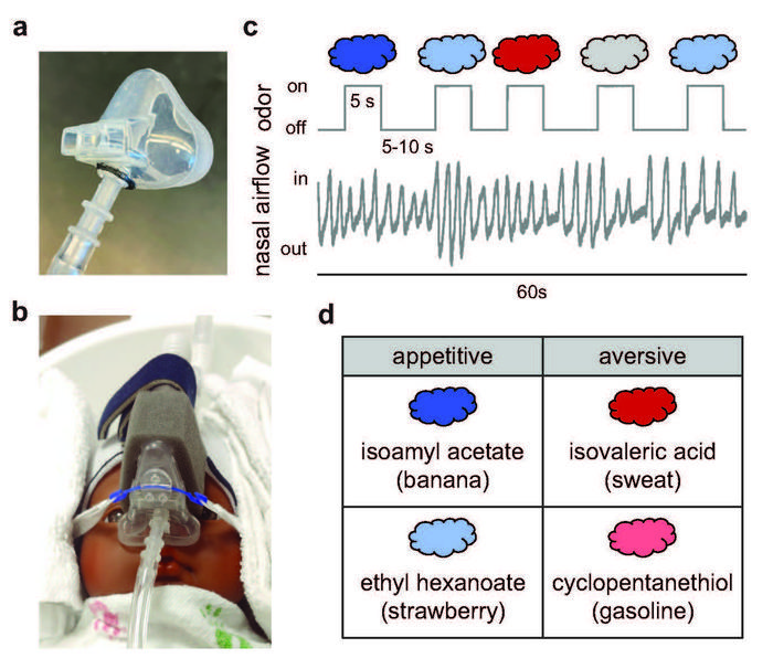 Approach to neuroimaging infants