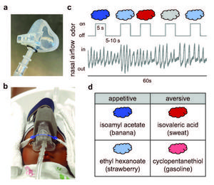 Approach to neuroimaging infants