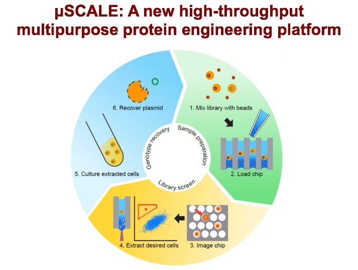 Highthroughput Protein Engine [IMAGE] EurekAlert! Science News Releases