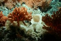 Deep-Sea Sponges and Corals