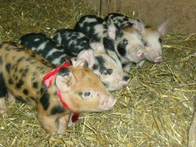 Black-spotted Piglets